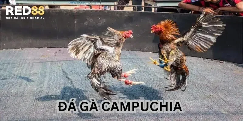 Đôi nét về đá gà Campuchia